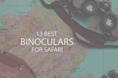 13 Best Binoculars For Safari