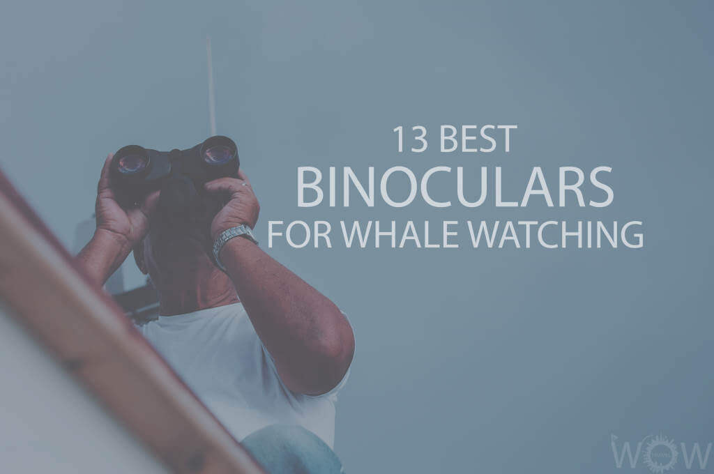 13 Best Binoculars For Whale Watching