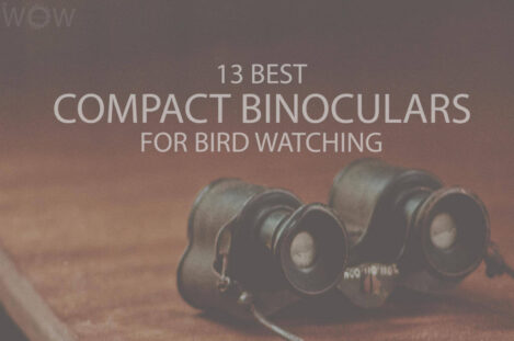 13 Best Compact Binoculars For Bird Watching