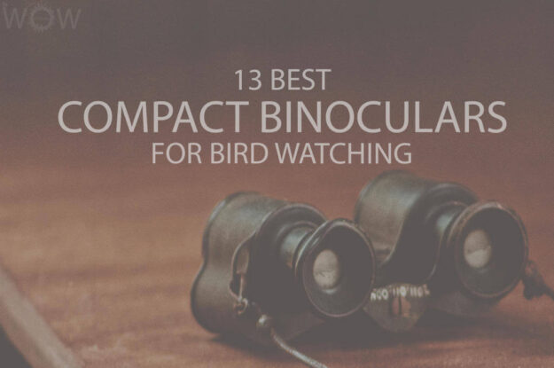 13 Best Compact Binoculars For Bird Watching