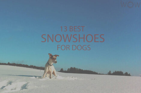 13 Best Snowshoes for Dogs