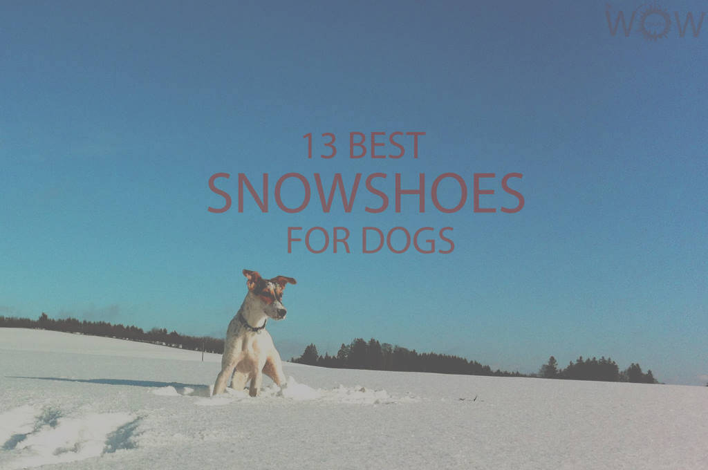 13 Best Snowshoes for Dogs