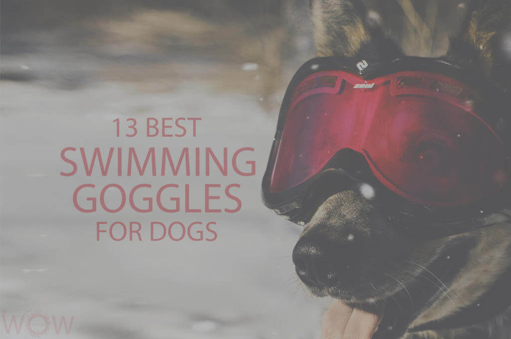 13 Best Swimming Goggles for Dogs