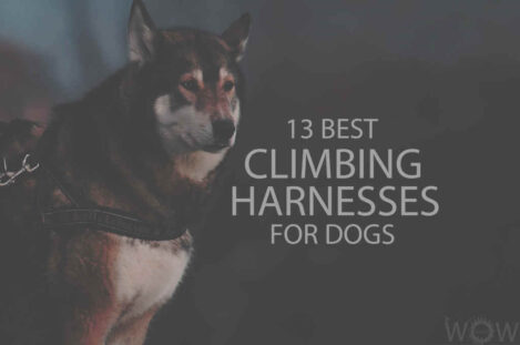 13 Best Climbing Harnesses for Dogs