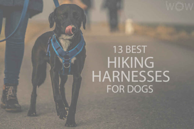 13 Best Hiking Harnesses for Dogs