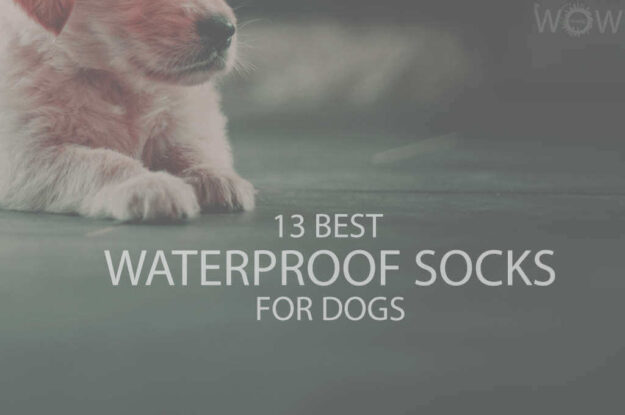 13 Best Waterproof Socks for Dogs