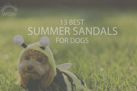 13 Best Summer Sandals for Dogs