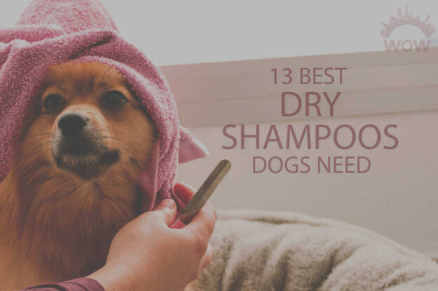 13 Best Dry Shampoos Dogs Need