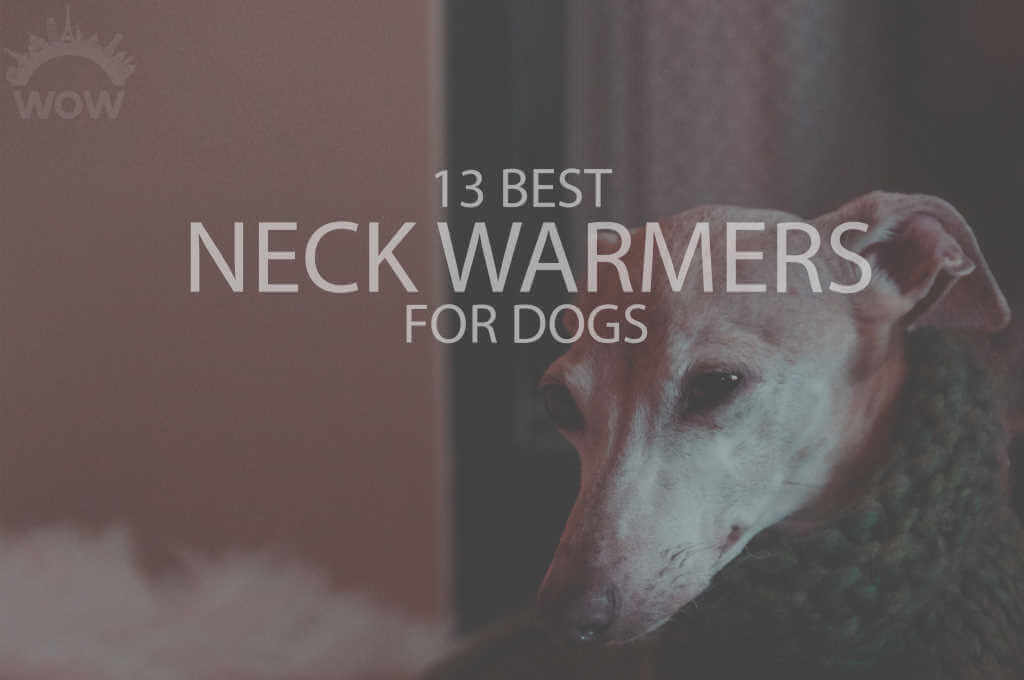 13 Best Neck Warmers for Dogs