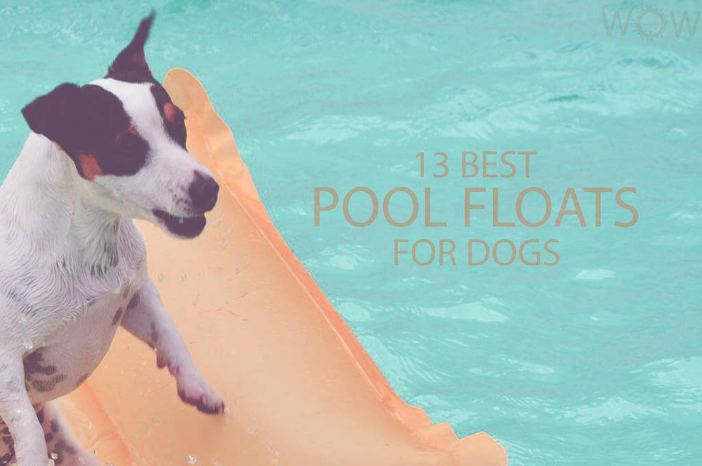 13 Best Pool Floats For Dogs