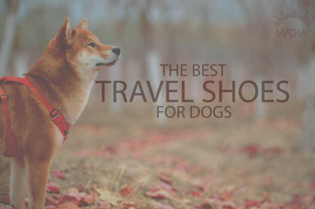 13 Best Travel Shoes for Dogs