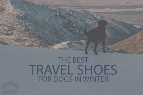 13 Best Travel Shoes for Dogs in Winter