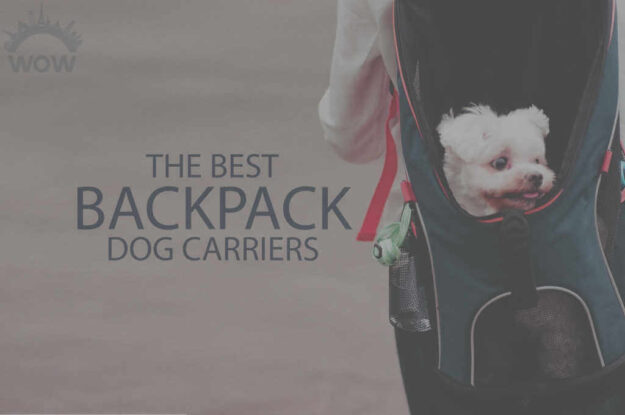 13 Best Backpack Dog Carriers