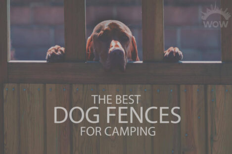 13 Best Dog Fences for Camping