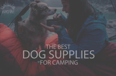 13 Best Dog Supplies for Camping
