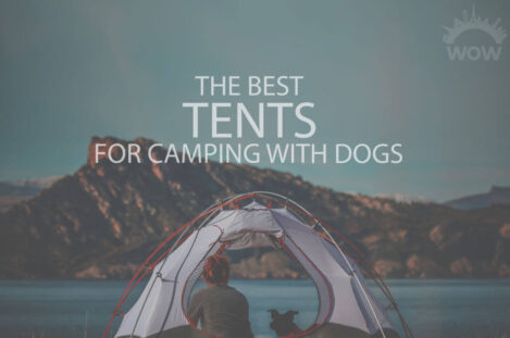 13 Best Tents for Camping with Dogs