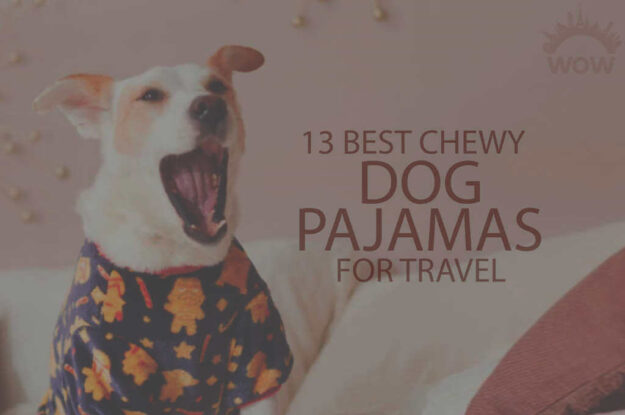 13 Best Chewy Dog Pajamas for Travel