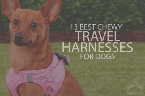 13 Best Chewy Travel Harnesses for Dogs