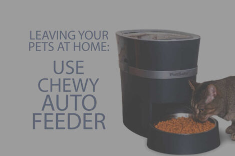 Leaving Your Pets at Home Use Chewy Auto Feeder