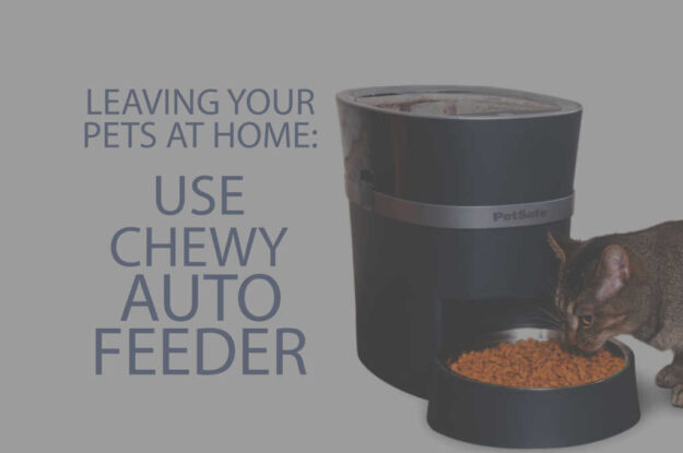Leaving Your Pets at Home Use Chewy Auto Feeder