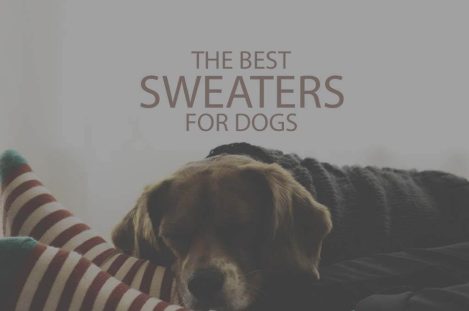 13 Best Sweaters for Dogs