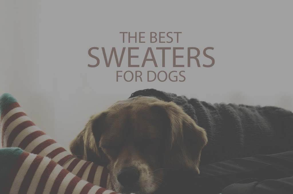 13 Best Sweaters for Dogs