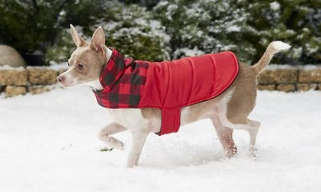 Frisco Boulder Plaid Insulated Dog & Cat Puffer Coat - by Chewy