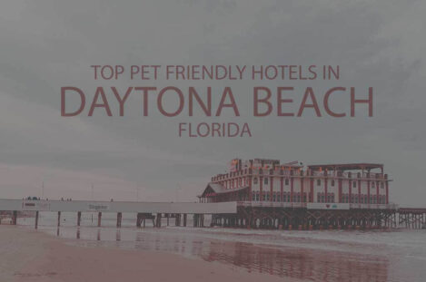 Top 11 Pet Friendly Hotels In Daytona Beach FL