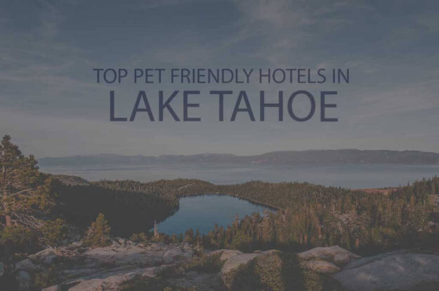 Top 11 Pet Friendly Hotels In Lake Tahoe