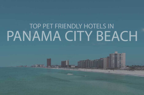Top 11 Pet Friendly Hotels in Panama City Beach
