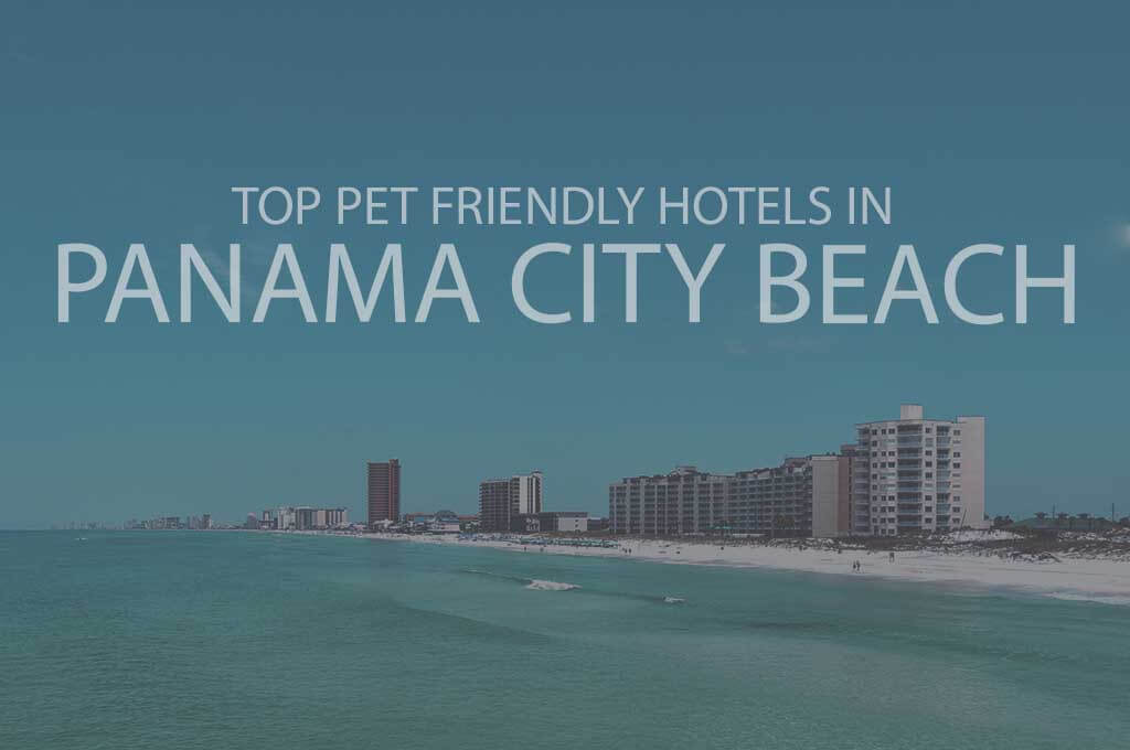 Top 11 Pet Friendly Hotels in Panama City Beach
