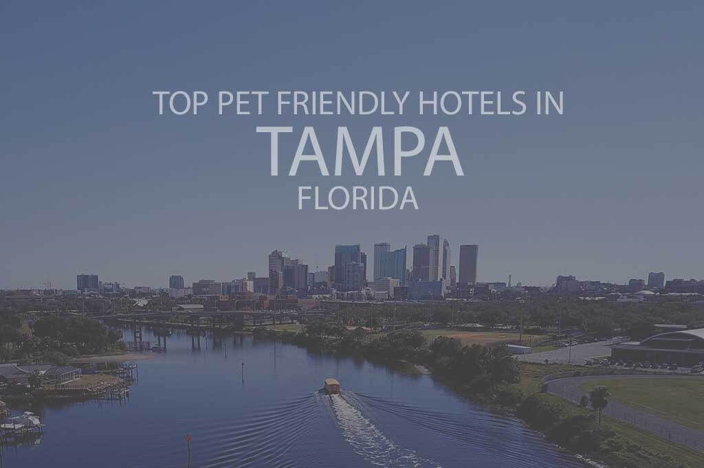 Top 11 Pet Friendly Hotels in Tampa FL