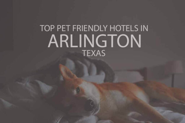 Top 11 Pet Friendly Hotels in Arlington TX
