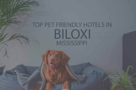 Top 11 Pet Friendly Hotels in Biloxi, Mississippi
