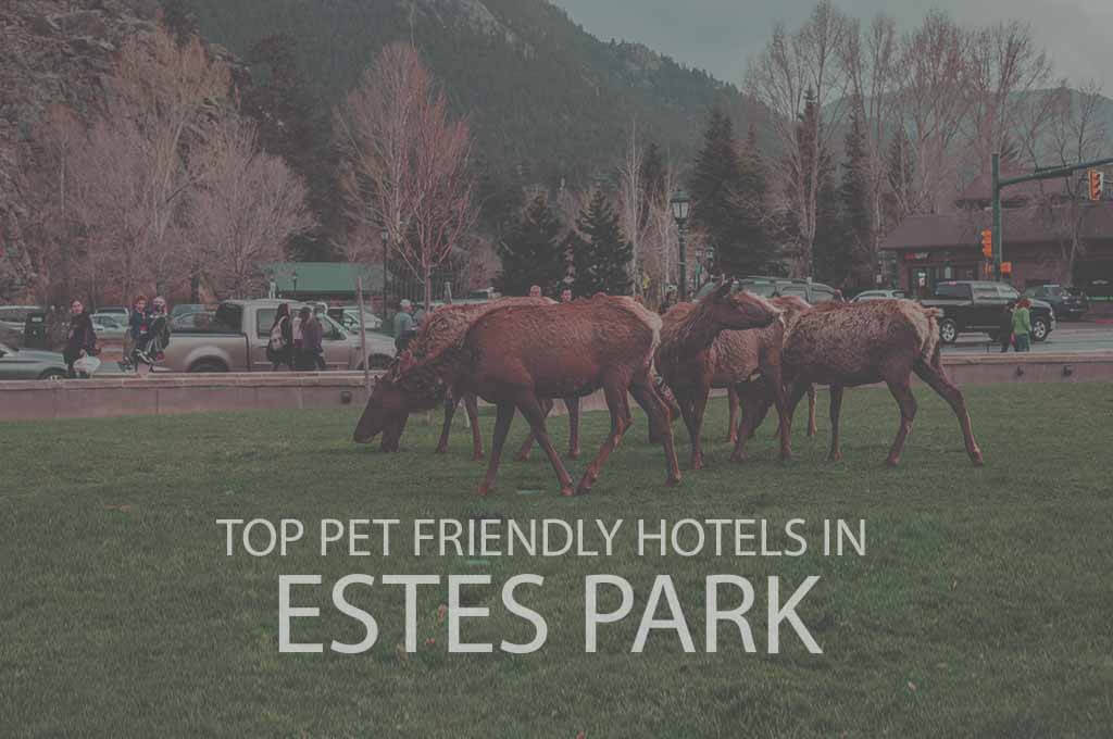 Top 11 Pet Friendly Hotels in Estes Park