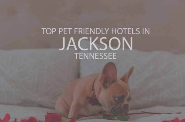 Top 11 Pet Friendly Hotels in Jackson TN