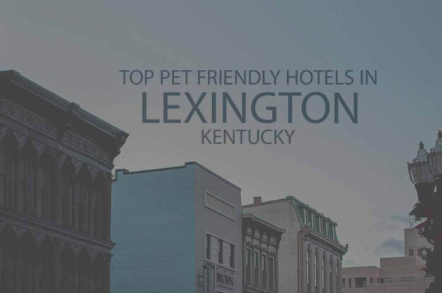 Top 11 Pet Friendly Hotels in Lexington KY