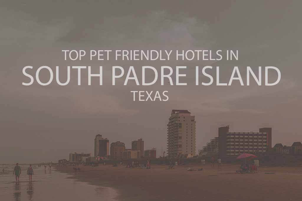 Top 11 Pet Friendly Hotels in South Padre Island, Texas