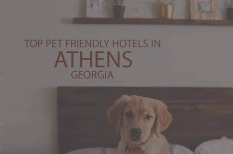 Top 5 Pet Friendly Hotels in Athens GA