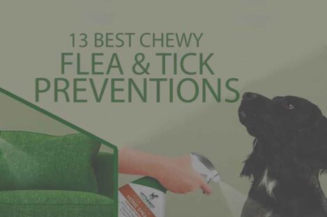 13 Best Chewy Flea and Tick Preventions