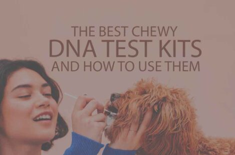 The Best Chewy DNA Test Kits and How to Use Them