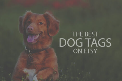 13 Best Dog Tags on Etsy