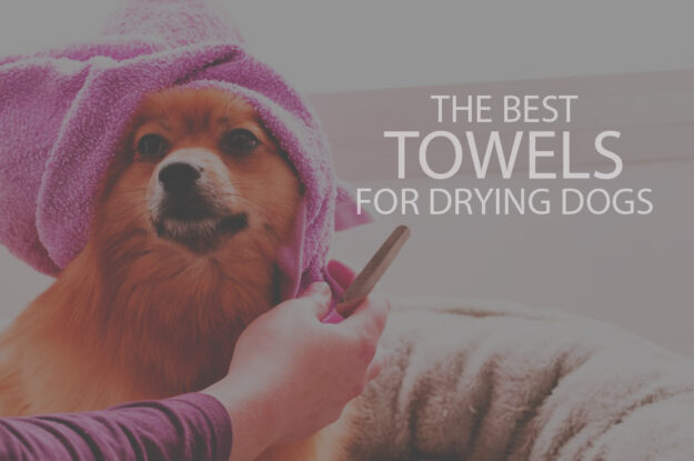 13 Best Towels for Drying Dogs