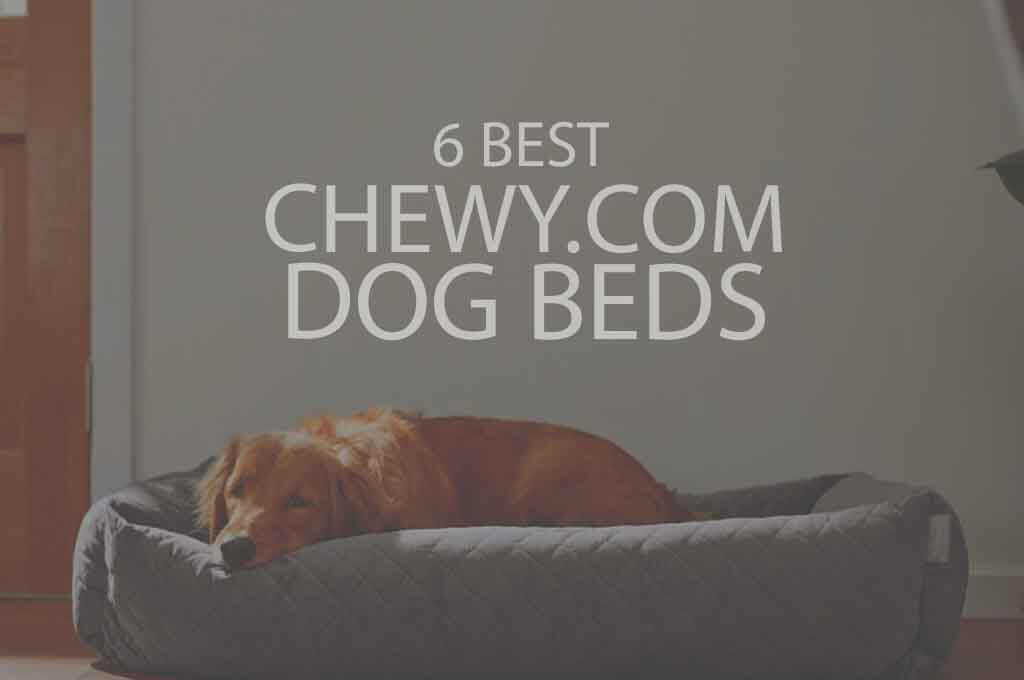 6 Best Chewy.com Dog Beds