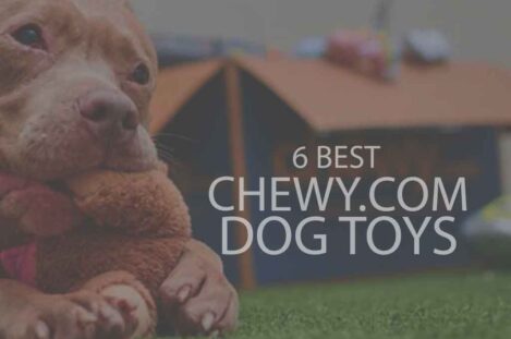 6 Best Chewy.com Dog Toys