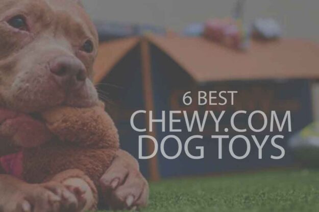 6 Best Chewy.com Dog Toys