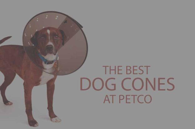 6 Best Dog Cones at Petco