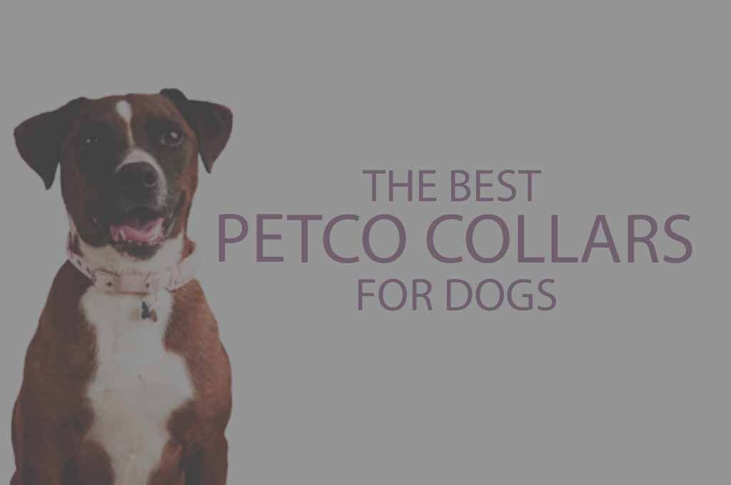 6 Best Petco Collars for Dogs