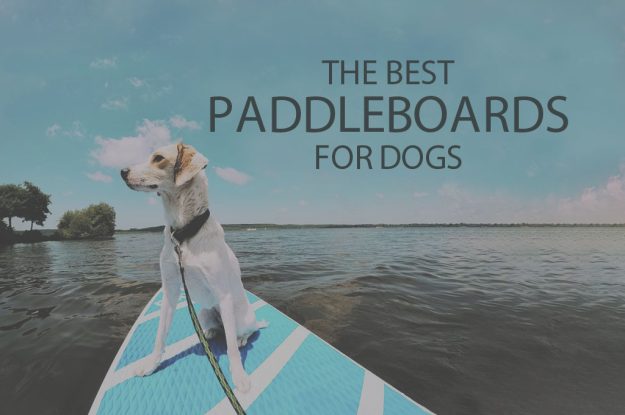 13 Best Paddleboards for Dogs