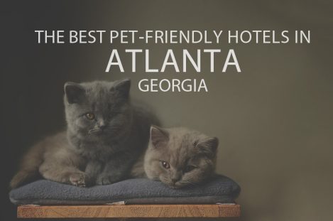 11 Best Pet-Friendly Hotels in Atlanta GA